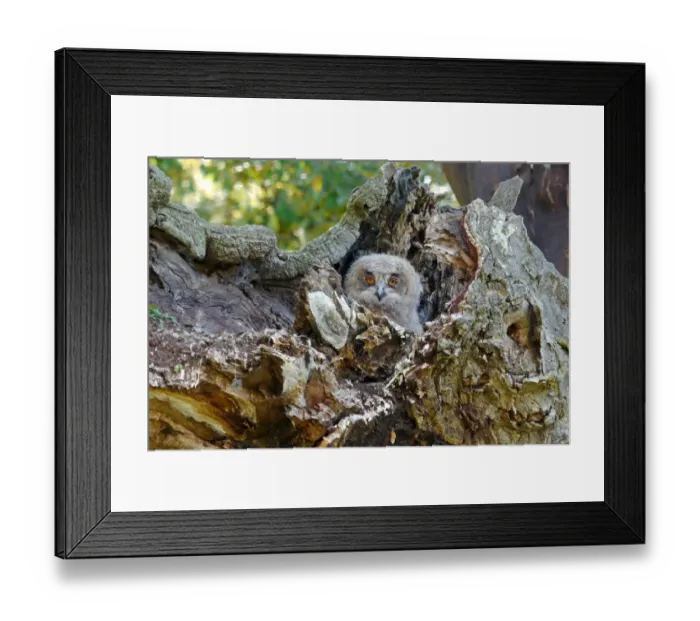 Framed Print : Eurasian Eagle-owl (Bubo bubo) chick, at nesthole entrance in old cork oak, Baracina, Portalegre District, Alentejo, Portugal, april