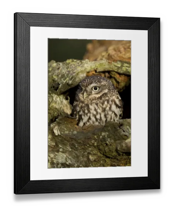 Framed Print : Little Owl (Athene noctua) adult, at hole in birch tree, North Yorkshire, England, november (captive) Framed Print : Little Owl (Athene noctua) adult, at hole in birch tree, North Yorkshire, England, november (captive)