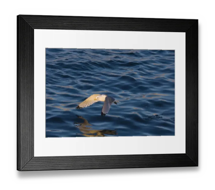 Framed Print : Kittiwake (Rissa tridactyla) adult, in low flight over sea, Shetland Islands, Scotland, spring Framed Print : Kittiwake (Rissa tridactyla) adult, in low flight over sea, Shetland Islands, Scotland, spring