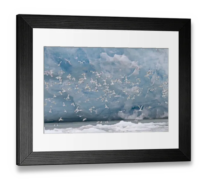 Framed Print : Black-legged Kittiwake (Rissa tridactyla) flock, in flight over sea beside glacier, Spitzbergen, Svalbard, july Framed Print : Black-legged Kittiwake (Rissa tridactyla) flock, in flight over sea beside glacier, Spitzbergen, Svalbard, july