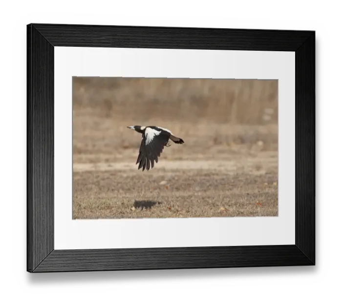 Framed Print : Australasian Magpie (Gymnorhina tibicen) adult, in low flight over ground, Queensland, Australia Framed Print : Australasian Magpie (Gymnorhina tibicen) adult, in low flight over ground, Queensland, Australia