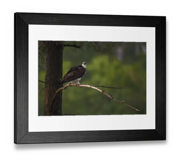 Framed Print : Osprey (Pandion haliaetus) adult, perched on branch in conifer tree, North Michigan, U. S. A. june Framed Print : Osprey (Pandion haliaetus) adult, perched on branch in conifer tree, North Michigan, U. S. A. june