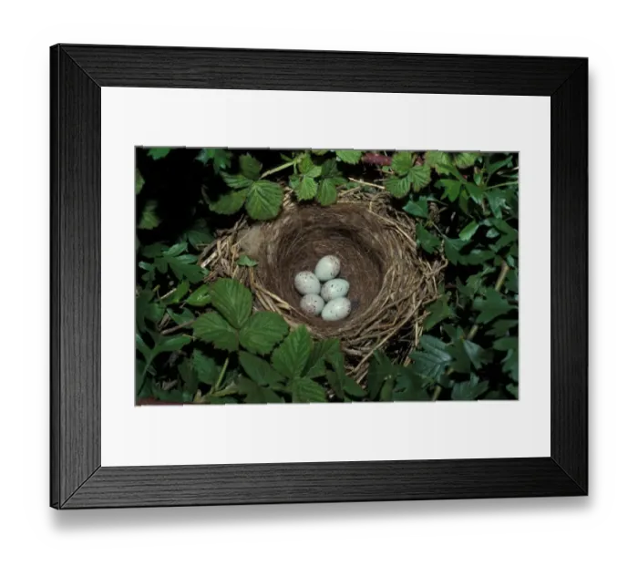 Framed Print : Linnet (Acanthis cannabina) nest with five eggs Framed Print : Linnet (Acanthis cannabina) nest with five eggs