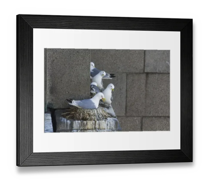 Framed Print : Kittiwake (Rissa tridactyla) adults, nesting on building in city centre, Newcastle, Tyne and Wear, England, june Framed Print : Kittiwake (Rissa tridactyla) adults, nesting on building in city centre, Newcastle, Tyne and Wear, England, june