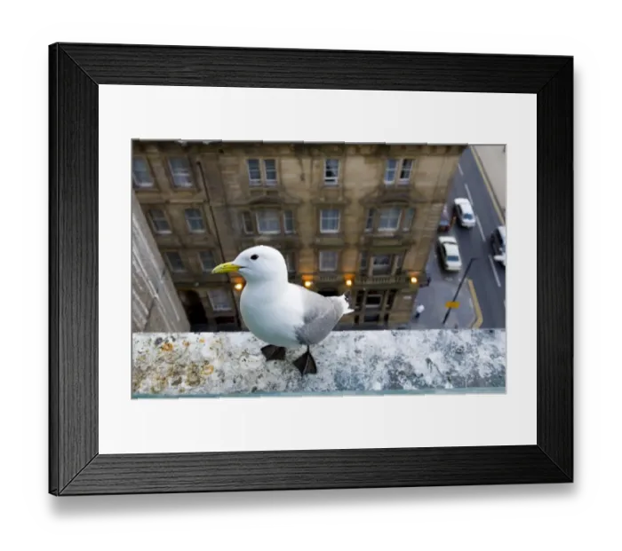 Framed Print : Kittiwake (Rissa tridactyla) adult, nesting on building in city centre, Newcastle, Tyne and Wear, England, june Framed Print : Kittiwake (Rissa tridactyla) adult, nesting on building in city centre, Newcastle, Tyne and Wear, England, june
