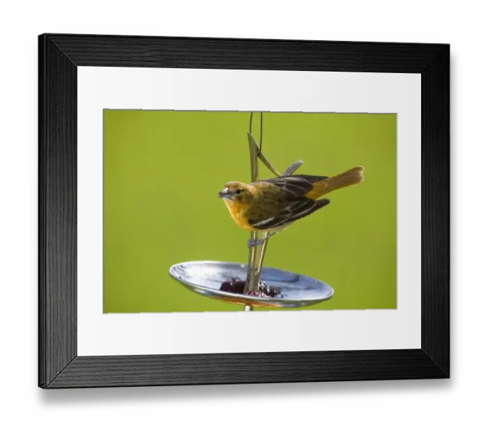 Framed Print : Baltimore Oriole (Icterus galbula) adult female, feeding on garden birdfeeder, North Dakota, U. S. A. may