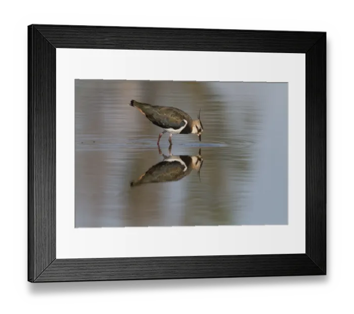 Framed Print : Northern Lapwing (Vanellus vanellus) adult, winter plumage, feeding in shallow pool with reflection, Extremadura, Spain, september
