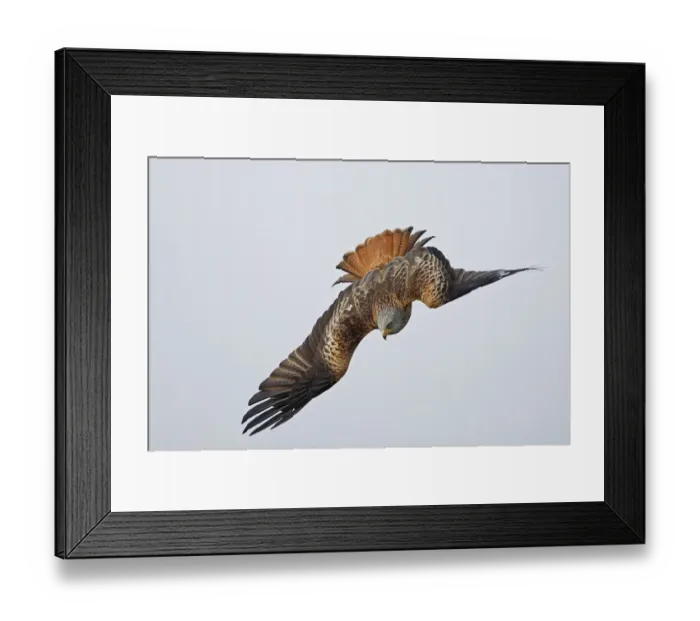 Framed Print : Red Kite (Milvus milvus) adult, in flight, diving, Oxfordshire, England, march Framed Print : Red Kite (Milvus milvus) adult, in flight, diving, Oxfordshire, England, march