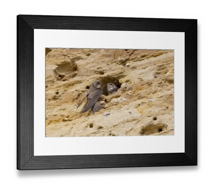 Framed Print : Sand Martin (Riparia riparia) adult with chick, at nest entrance, Minsmere RSPB Reserve, Suffolk, England, june Framed Print : Sand Martin (Riparia riparia) adult with chick, at nest entrance, Minsmere RSPB Reserve, Suffolk, England, june