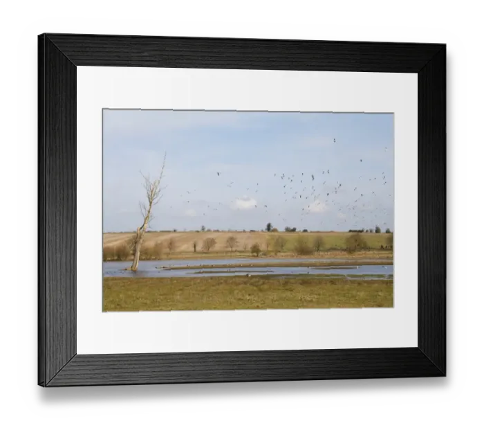 Framed Print : Northern Lapwing (Vanellus vanellus) flock, in flight over flooded grazing marsh habitat, River Black Bourn, Micklemere Nature Reserve, Pakenham, Suffolk, England, march Framed Print : Northern Lapwing (Vanellus vanellus) flock, in flight over flooded grazing marsh habitat, River Black Bourn, Micklemere Nature Reserve, Pakenham, Suffolk, England, march