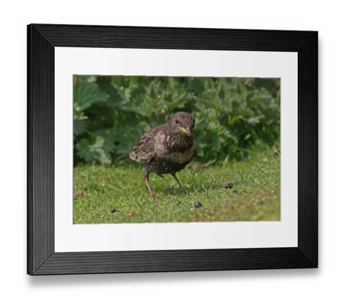 Framed Print : Ring Ouzel (Turdus torquatus) adult female, feeding on short turf, Norfolk, England, april