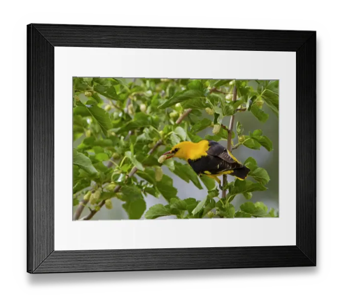 Framed Print : Golden Oriole (Oriolus oriolus) adult male, feeding on White Mulberry (Morus alba) fruit in tree, Extremadura, Spain, may Framed Print : Golden Oriole (Oriolus oriolus) adult male, feeding on White Mulberry (Morus alba) fruit in tree, Extremadura, Spain, may