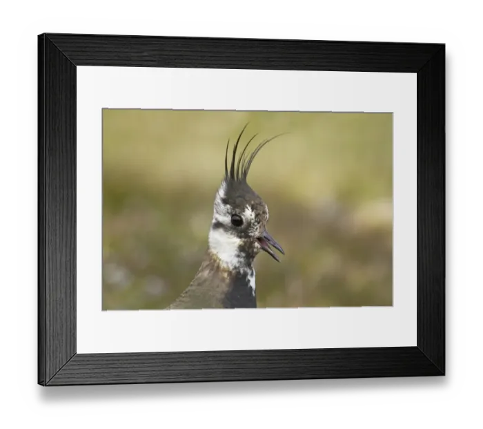 Framed Print : Northern Lapwing (Vanellus vanellus) adult, summer plumage, calling, close-up of head, Mainland, Shetland Islands, Scotland Framed Print : Northern Lapwing (Vanellus vanellus) adult, summer plumage, calling, close-up of head, Mainland, Shetland Islands, Scotland