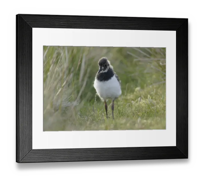 Framed Print : Northern Lapwing (Vanellus vanellus) chick, standing in grass on moorland, Swaledale, Yorkshire Dales N. P. North Yorkshire, England, june Framed Print : Northern Lapwing (Vanellus vanellus) chick, standing in grass on moorland, Swaledale, Yorkshire Dales N. P. North Yorkshire, England, june
