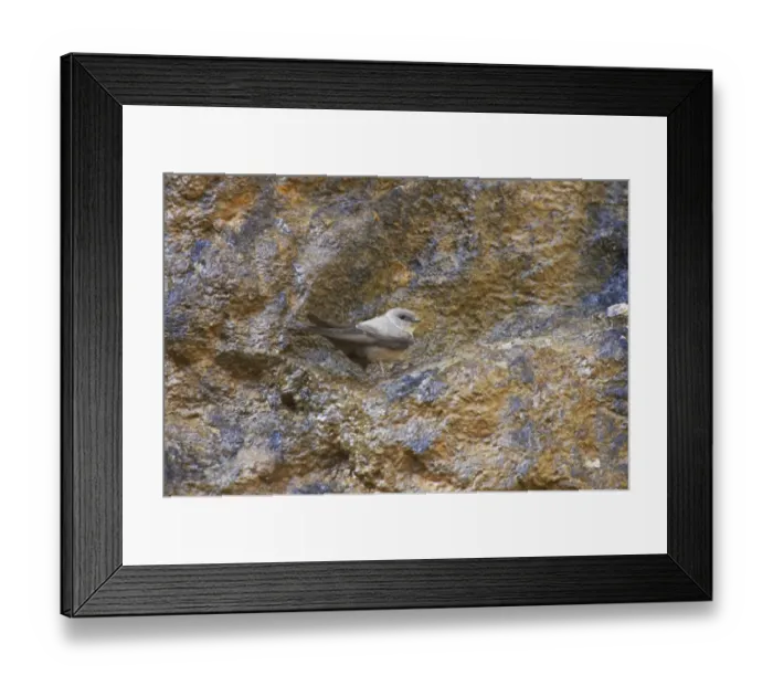 Framed Print : Eurasian Crag-martin (Ptyonoprogne rupestris) adult, standing on crag, Pyrenees, Spain Framed Print : Eurasian Crag-martin (Ptyonoprogne rupestris) adult, standing on crag, Pyrenees, Spain