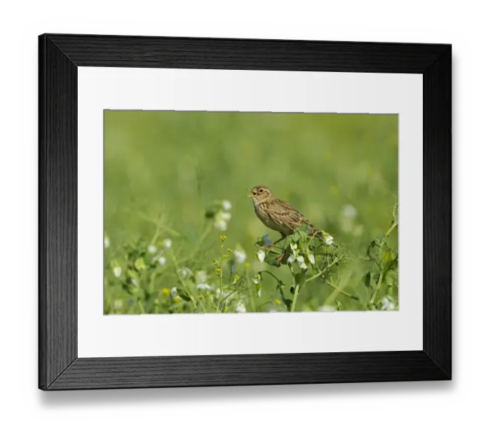 Framed Print : Skylark (Alauda arvensis) adult, singing, perched in pea crop, Warwickshire, England, june Framed Print : Skylark (Alauda arvensis) adult, singing, perched in pea crop, Warwickshire, England, june