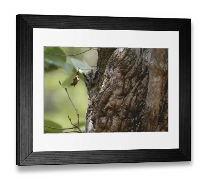 Framed Print : Indian Scops-owl (Otus bakkamoena) adult, camouflaged at daytime roost on tree trunk, Kanha N. P. Madhya Pradesh, India Framed Print : Indian Scops-owl (Otus bakkamoena) adult, camouflaged at daytime roost on tree trunk, Kanha N. P. Madhya Pradesh, India