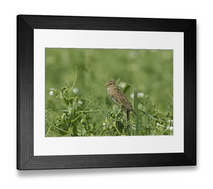Framed Print : Skylark (Alauda arvensis) adult, singing, perched in pea crop, Warwickshire, England, june Framed Print : Skylark (Alauda arvensis) adult, singing, perched in pea crop, Warwickshire, England, june