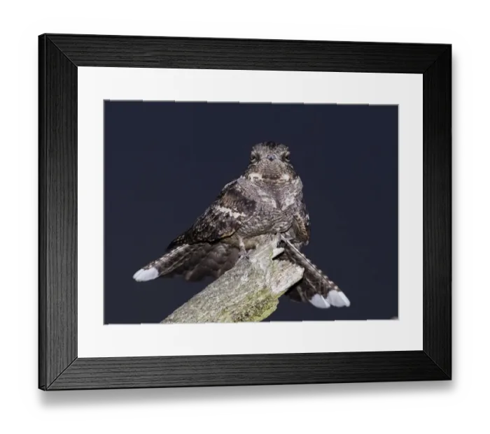 Framed Print : Eurasian Nightjar (Caprimulgus europaeus) adult male, churring on song post in heathland at night, North Norfolk, England, june Framed Print : Eurasian Nightjar (Caprimulgus europaeus) adult male, churring on song post in heathland at night, North Norfolk, England, june