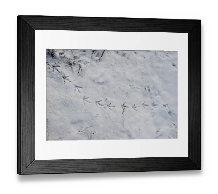 Framed Print : Common Moorhen (Gallinula chloropus) footprints in snow on riverbank, Ferry Lane Wood, River Yare, The Broads, near Postwick, Norfolk, England, december Framed Print : Common Moorhen (Gallinula chloropus) footprints in snow on riverbank, Ferry Lane Wood, River Yare, The Broads, near Postwick, Norfolk, England, december