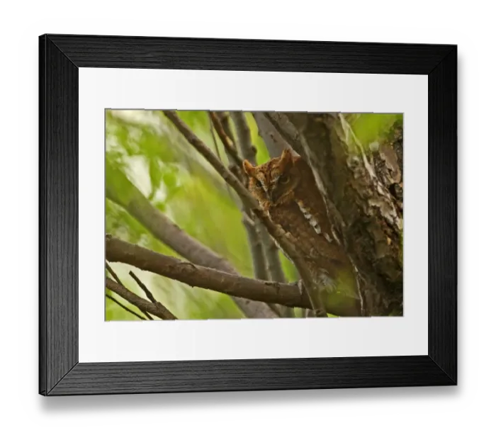 Framed Print : Oriental Scops-owl (Otus sunia stictonotus) rufous morph, adult, perched on branch, Hebei, China, may Framed Print : Oriental Scops-owl (Otus sunia stictonotus) rufous morph, adult, perched on branch, Hebei, China, may