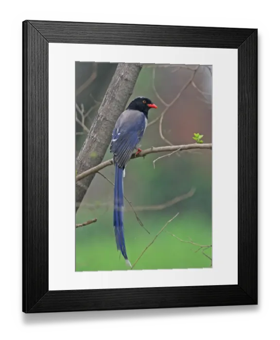 Framed Print : Red-billed Blue Magpie (Urocissa erythrorhyncha brevivexilla) adult, perched on branch, Beidaihe, Hebei, China, may Framed Print : Red-billed Blue Magpie (Urocissa erythrorhyncha brevivexilla) adult, perched on branch, Beidaihe, Hebei, China, may