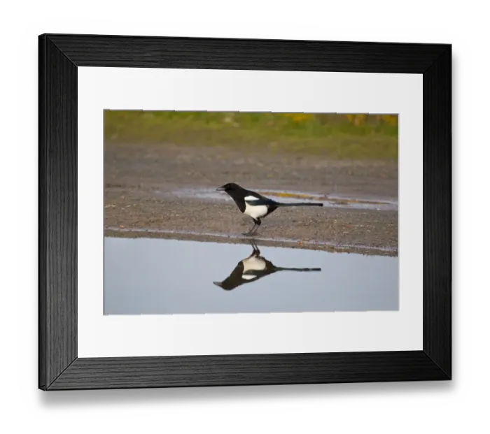 Framed Print : Common Magpie (Pica pica) adult, standing beside pool with reflection, Suffolk, England, february Framed Print : Common Magpie (Pica pica) adult, standing beside pool with reflection, Suffolk, England, february