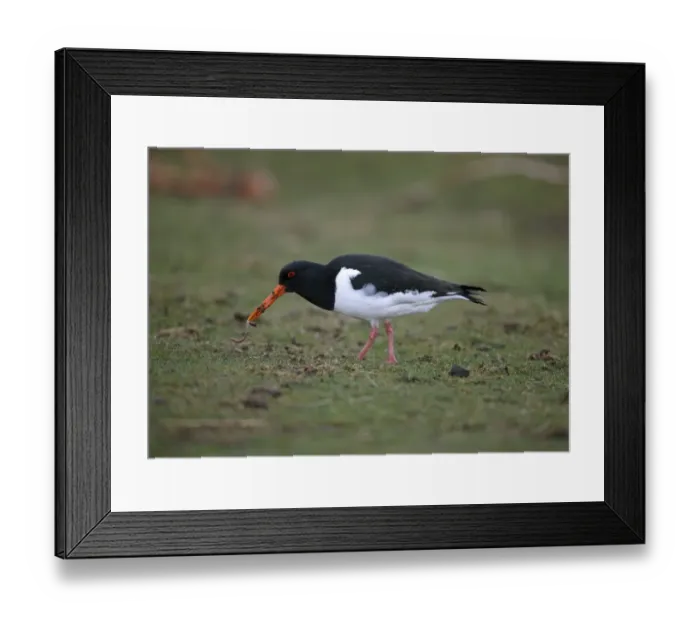 Framed Print : Eurasian Oystercatcher (Haematopus ostralegus) adult, feeding on earthworm, Scotland, march Framed Print : Eurasian Oystercatcher (Haematopus ostralegus) adult, feeding on earthworm, Scotland, march