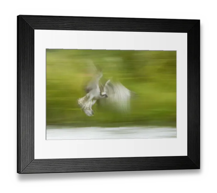 Framed Print : Osprey (Pandion haliaetus) adult, in flight, catching fish in talons, blurred movement, Finland Framed Print : Osprey (Pandion haliaetus) adult, in flight, catching fish in talons, blurred movement, Finland