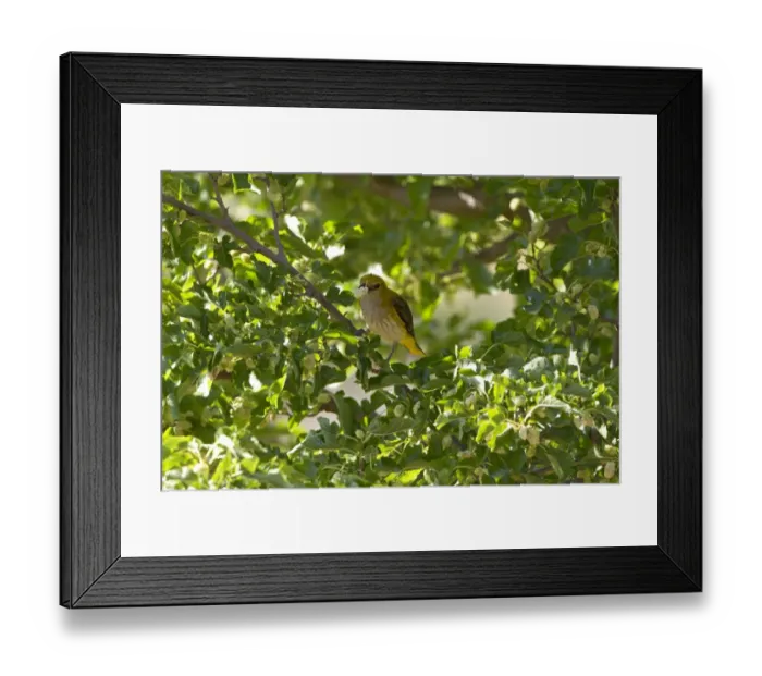 Framed Print : Golden Oriole (Oriolus oriolus) adult female, feeding on White Mulberry (Morus alba) fruit in tree, Extremadura, Spain, may Framed Print : Golden Oriole (Oriolus oriolus) adult female, feeding on White Mulberry (Morus alba) fruit in tree, Extremadura, Spain, may