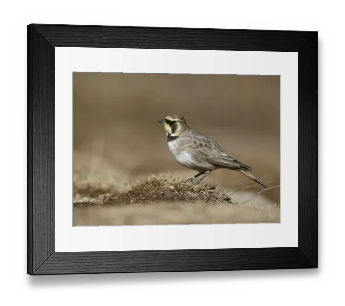Framed Print : Shore Lark (Eremophila alpestris) adult, standing on ground, Oukaimeden, Morocco, february Framed Print : Shore Lark (Eremophila alpestris) adult, standing on ground, Oukaimeden, Morocco, february