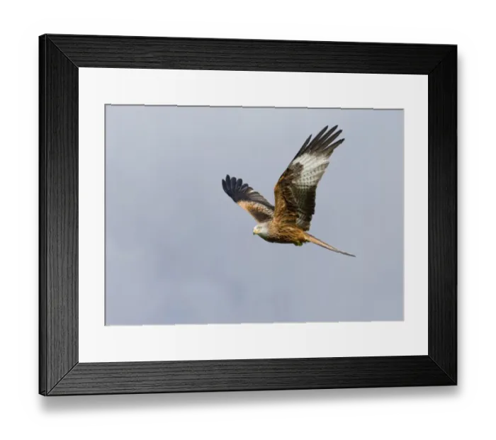 Framed Print : Red Kite (Milvus milvus) adult, in flight, Wales, march Framed Print : Red Kite (Milvus milvus) adult, in flight, Wales, march