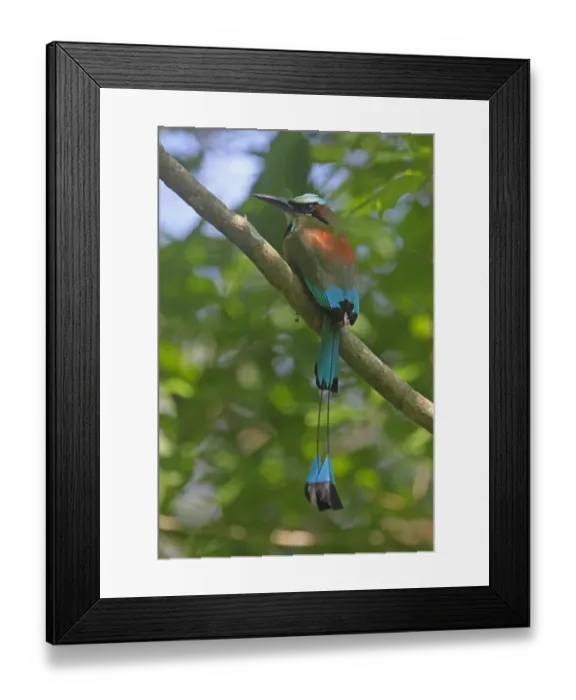 Framed Print : Turquoise-browed Motmot (Eumomota superciliosa) adult, perched on branch, Costa Rica, february Framed Print : Turquoise-browed Motmot (Eumomota superciliosa) adult, perched on branch, Costa Rica, february