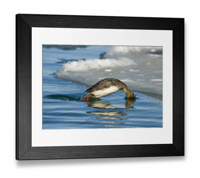 Framed Print : Red-breasted Merganser (Mergus serrator) adult female, diving sequence (three of four), Hokkaido, Japan, winter