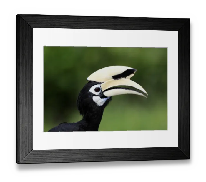 Framed Print : Oriental Pied Hornbill (Anthracoceros albirostris) adult, close-up of head, Labuk Bay, Sabah, Borneo, Malaysia