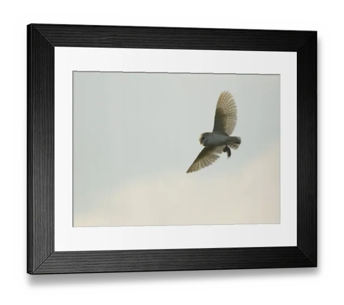 Framed Print : Barn Owl (Tyto alba) adult, in flight, with vole prey in talons, Derbyshire, England, june Framed Print : Barn Owl (Tyto alba) adult, in flight, with vole prey in talons, Derbyshire, England, june