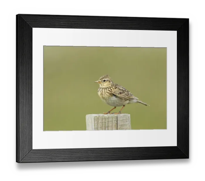 Framed Print : Skylark (Alauda arvensis) adult, standing on post, Mainland, Shetland Islands, Scotland