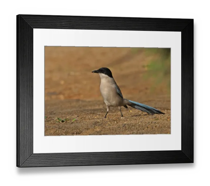 Framed Print : Azure-winged Magpie (Cyanopica cyana) adult, with fly in beak, standing on ground, Beijing, China, may Framed Print : Azure-winged Magpie (Cyanopica cyana) adult, with fly in beak, standing on ground, Beijing, China, may