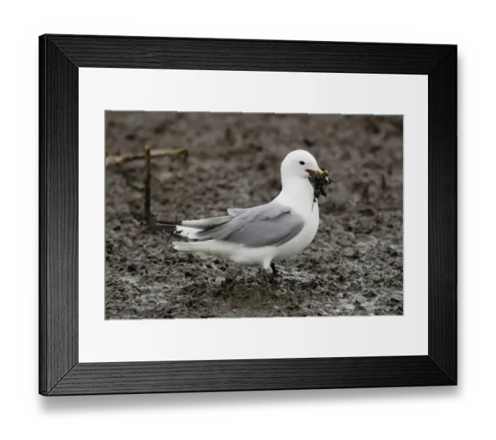 Framed Print : Black-legged Kittiwake (Rissa tridactyla) adult, collecting mud for nesting material, Skomer Island, Pembrokeshire, Wales, may Framed Print : Black-legged Kittiwake (Rissa tridactyla) adult, collecting mud for nesting material, Skomer Island, Pembrokeshire, Wales, may