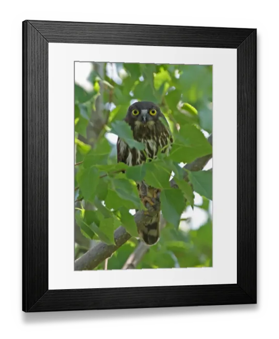 Framed Print : Brown Hawk-owl (Ninox scutulata florensis) adult, perched on branch amongst leaves, Hebei, China, may Framed Print : Brown Hawk-owl (Ninox scutulata florensis) adult, perched on branch amongst leaves, Hebei, China, may