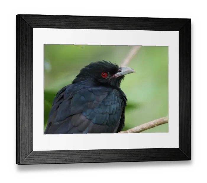 Framed Print : Asian Koel (Eudynamis scolopacea) adult male, close-up of head, Sri Lanka, december Framed Print : Asian Koel (Eudynamis scolopacea) adult male, close-up of head, Sri Lanka, december