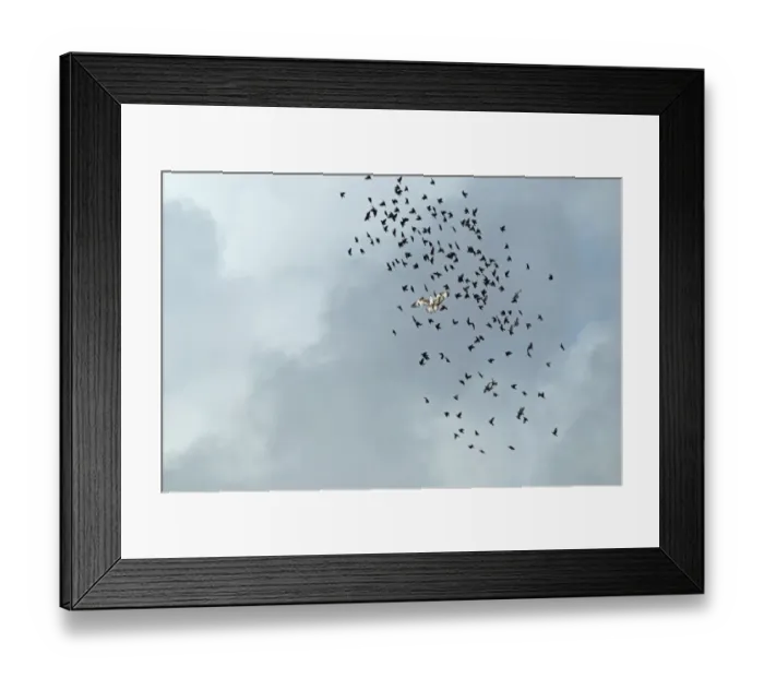 Framed Print : Osprey (Pandion haliaetus) immature, in flight amongst starling flock, Portugal, october Framed Print : Osprey (Pandion haliaetus) immature, in flight amongst starling flock, Portugal, october