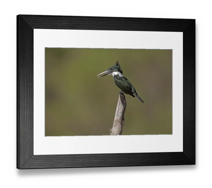 Framed Print : Green Kingfisher (Chloroceryle americana) adult, perched on post, Pantanal, Mato Grosso, Brazil Framed Print : Green Kingfisher (Chloroceryle americana) adult, perched on post, Pantanal, Mato Grosso, Brazil