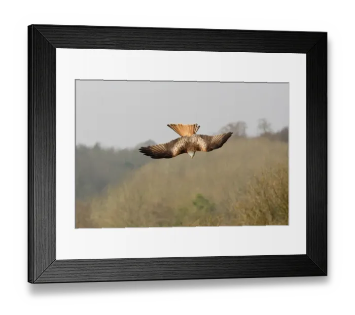 Framed Print : Red Kite (Milvus milvus) adult, in flight, diving over hillside, Oxfordshire, England, march Framed Print : Red Kite (Milvus milvus) adult, in flight, diving over hillside, Oxfordshire, England, march