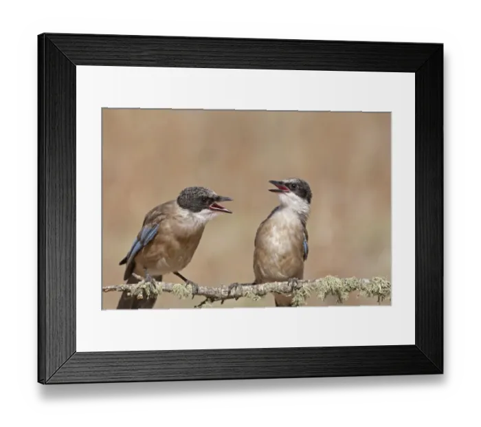 Framed Print : Azure-winged Magpie (Cyanopica cyana) two juveniles, interacting, perched on branch, Northern Spain, july Framed Print : Azure-winged Magpie (Cyanopica cyana) two juveniles, interacting, perched on branch, Northern Spain, july