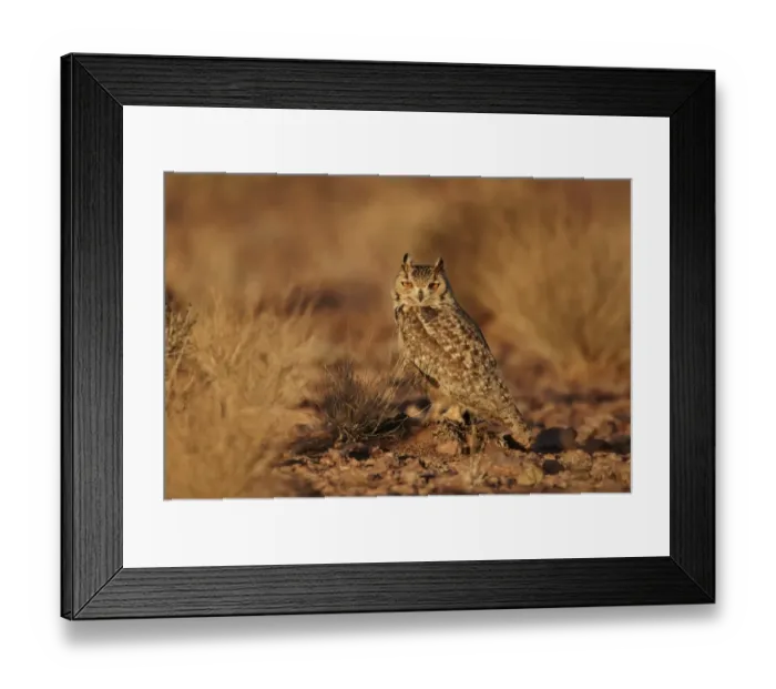 Framed Print : Pharaoh Eagle-owl (Bubo ascalaphus) adult, standing on ground in desert, near Erg Chebbi, Morocco, february Framed Print : Pharaoh Eagle-owl (Bubo ascalaphus) adult, standing on ground in desert, near Erg Chebbi, Morocco, february