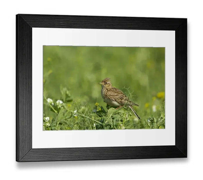 Framed Print : Skylark (Alauda arvensis) adult, perched in pea crop, Warwickshire, England, june