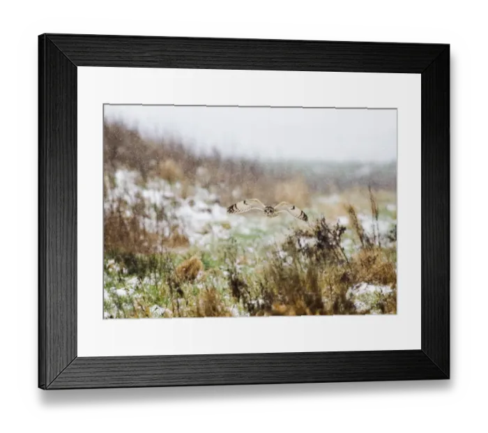 Framed Print : Short-eared Owl (Asio flammeus) adult, in flight, hunting in snowfall, Norfolk, England, winter Framed Print : Short-eared Owl (Asio flammeus) adult, in flight, hunting in snowfall, Norfolk, England, winter