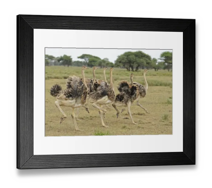 Framed Print : East African Ostrich (Struthio camelus massaicus) six juveniles, running, Serengeti N. P. Tanzania Framed Print : East African Ostrich (Struthio camelus massaicus) six juveniles, running, Serengeti N. P. Tanzania