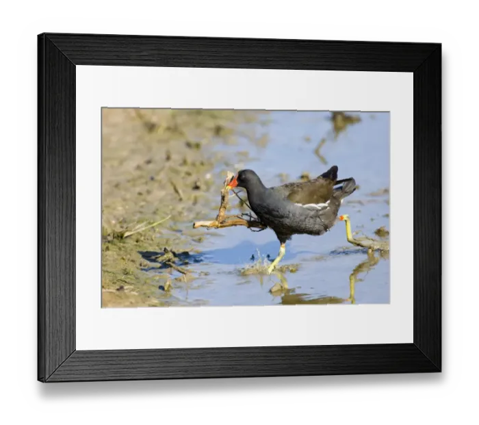 Framed Print : Common Moorhen (Gallinula chloropus) adult, carrying nesting material, running in water, England, may